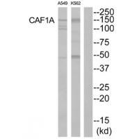 CAF1 p150 Antibody in Western Blot (WB)