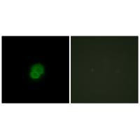 ARMX2 Antibody in Immunocytochemistry (ICC/IF)