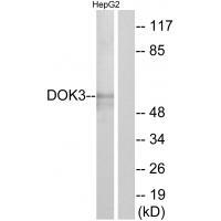 DOK3 Antibody in Western Blot (WB)
