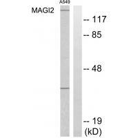 MAGI2 Antibody in Western Blot (WB)