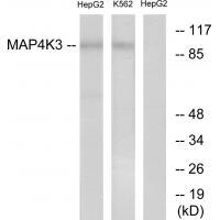 MAP4K3 Antibody in Western Blot (WB)