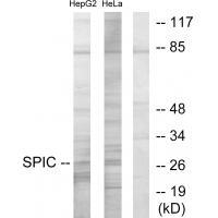 SPIC Antibody in Western Blot (WB)