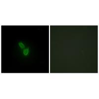 PARD3 Antibody in Immunocytochemistry (ICC/IF)
