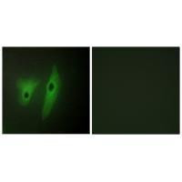 DUSP19 Antibody in Immunocytochemistry (ICC/IF)