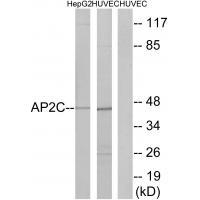 AP2 gamma Antibody in Western Blot (WB)
