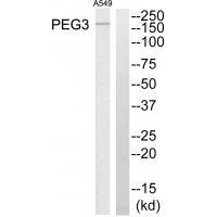 PEG3 Antibody in Western Blot (WB)