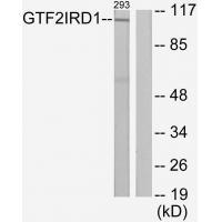 GTF2IRD1 Antibody in Western Blot (WB)