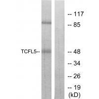 TCFL5 Antibody in Western Blot (WB)
