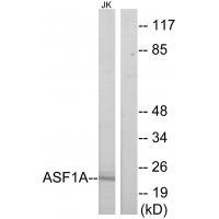 ASF1A Antibody in Western Blot (WB)