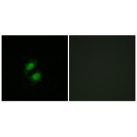 ZFP95 Antibody in Immunocytochemistry (ICC/IF)