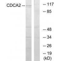 CDCA2 Antibody in Western Blot (WB)