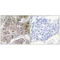 COX7A2 Antibody in Immunohistochemistry (Paraffin) (IHC (P))