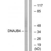 DNAJB4 Antibody in Western Blot (WB)