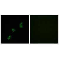 FGF23 Antibody in Immunocytochemistry (ICC/IF)