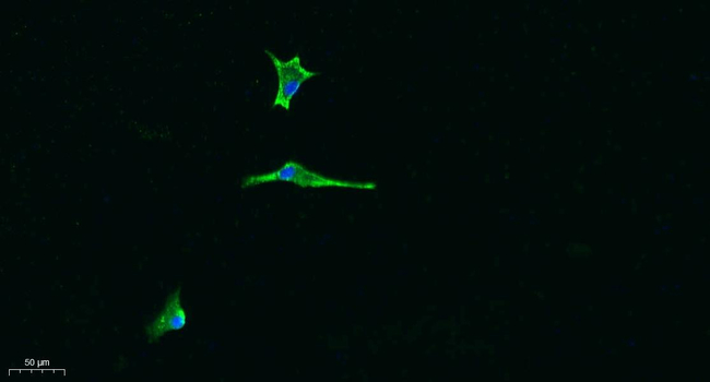 Laminin alpha-5 Antibody in Immunocytochemistry (ICC/IF)
