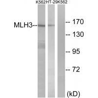 MLH3 Antibody in Western Blot (WB)