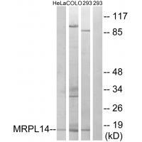 MRPL14 Antibody in Western Blot (WB)