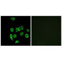 MRPL32 Antibody in Immunocytochemistry (ICC/IF)