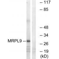 MRPL9 Antibody in Western Blot (WB)