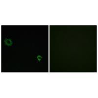 RPL34 Antibody in Immunocytochemistry (ICC/IF)