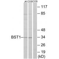 BST-1 Antibody in Western Blot (WB)