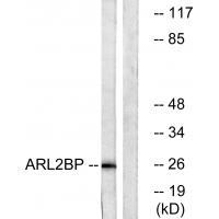 ARL2BP Antibody in Western Blot (WB)