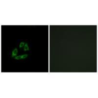 Arfaptin 1 Antibody in Immunocytochemistry (ICC/IF)