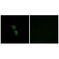 ARMC6 Antibody in Immunocytochemistry (ICC/IF)