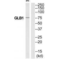 GLB1 Antibody in Western Blot (WB)