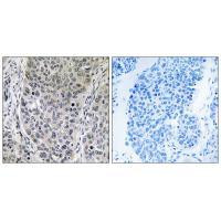 HGH1 Antibody in Immunohistochemistry (Paraffin) (IHC (P))