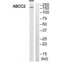 MRP2 Antibody in Western Blot (WB)
