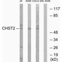 CHST2 Antibody in Western Blot (WB)