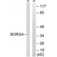 Cdc42EP4 Antibody in Western Blot (WB)