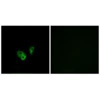 CNGA2 Antibody in Immunocytochemistry (ICC/IF)