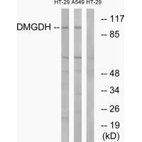 DMGDH Antibody in Western Blot (WB)