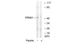 DNA Primase Antibody in Western Blot (WB)