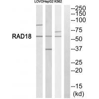 RAD18 Antibody in Western Blot (WB)
