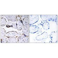 ELOVL3 Antibody in Immunohistochemistry (Paraffin) (IHC (P))