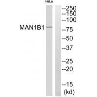 MAN1B1 Antibody in Western Blot (WB)