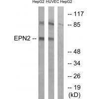 Epsin 2 Antibody in Western Blot (WB)