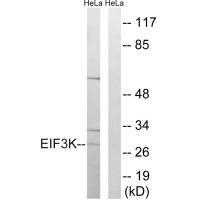 eIF3k Antibody in Western Blot (WB)