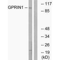 GPRIN1 Antibody in Western Blot (WB)