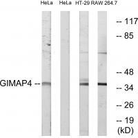 GIMAP4 Antibody in Western Blot (WB)