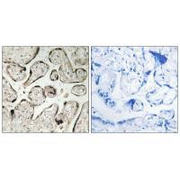 GIMAP5 Antibody in Immunohistochemistry (Paraffin) (IHC (P))