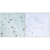 GNAL Antibody in Immunohistochemistry (Paraffin) (IHC (P))