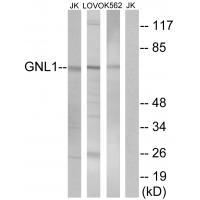 GNL1 Antibody in Western Blot (WB)