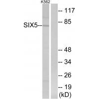 SIX5 Antibody in Western Blot (WB)