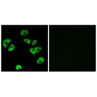 LILRB4 Antibody in Immunocytochemistry (ICC/IF)