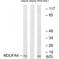 NDUFA4 Antibody in Western Blot (WB)