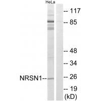 NRSN1 Antibody in Western Blot (WB)